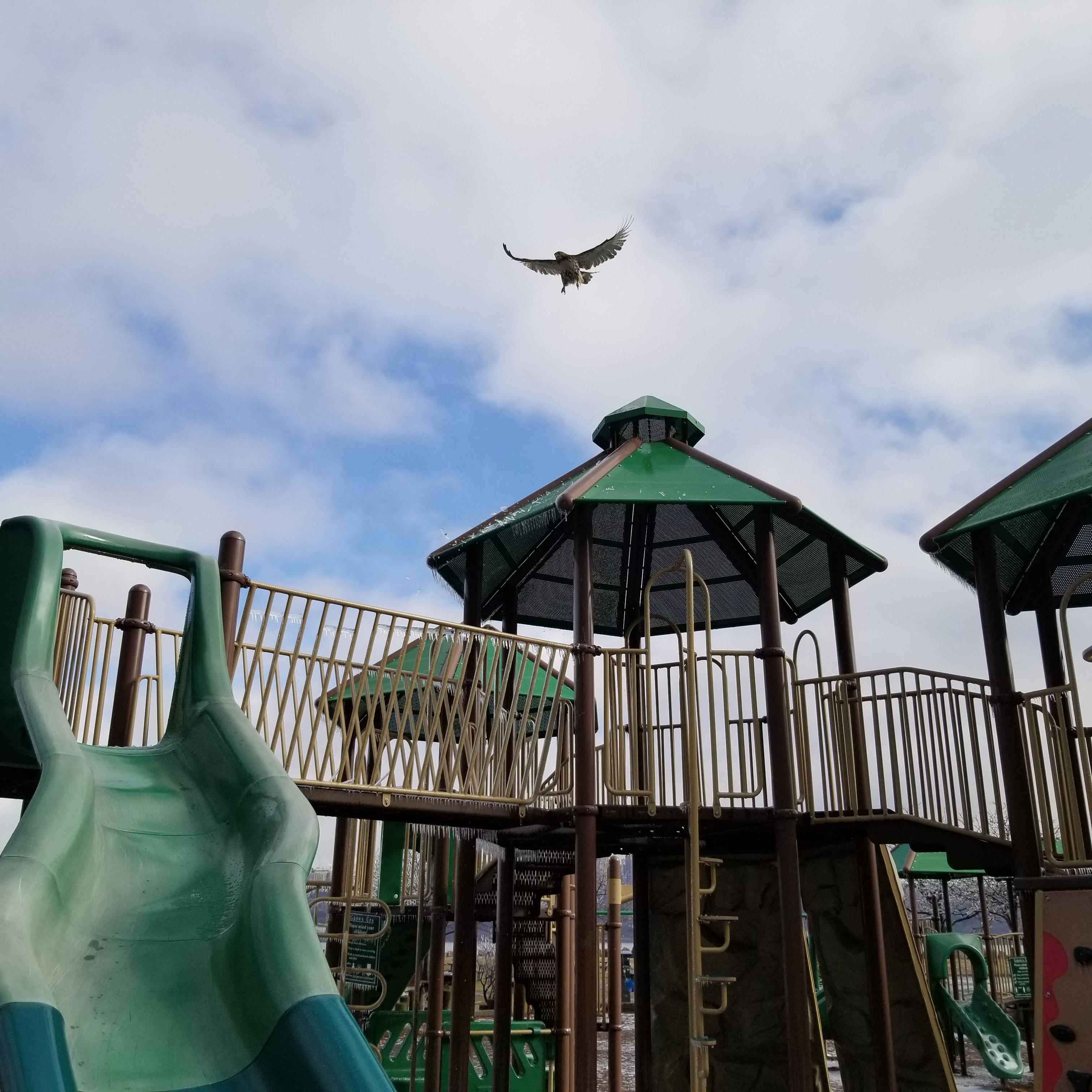 Red-tailed hawk taking flight at Ross Dock