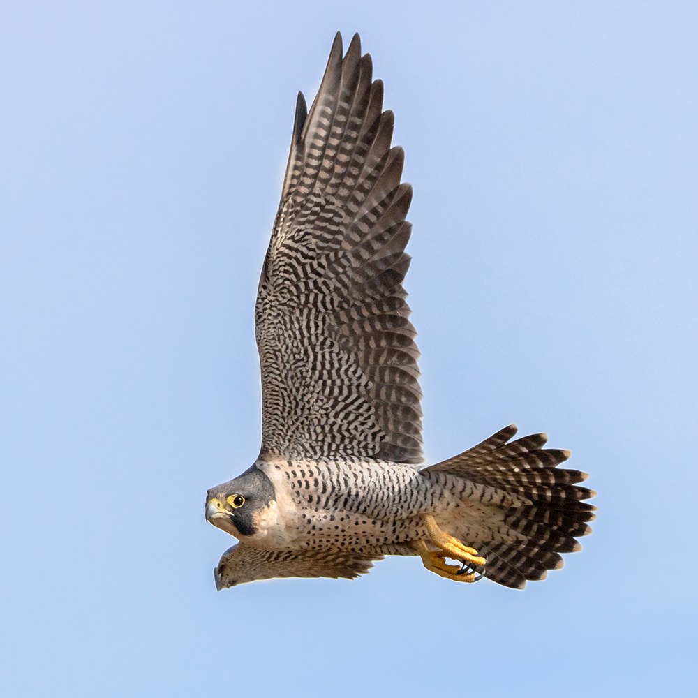 Peregrine falcon