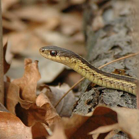 garter snake